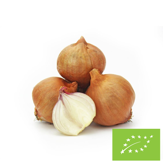 Cebula szalotka świeża BIO (około 0,25 kg)