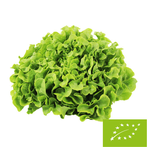 Sałata dębolistna zielona świeża BIO (Polska) (około 0,250 kg)