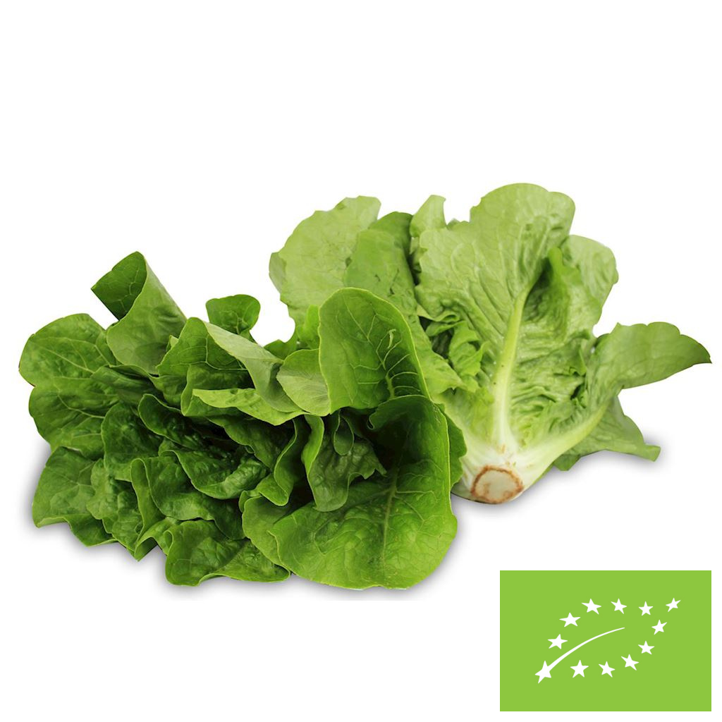 Sałata rzymska mini świeża BIO